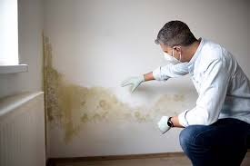 Trusted Wisconsin Rapids, WI Mold Removal Experts